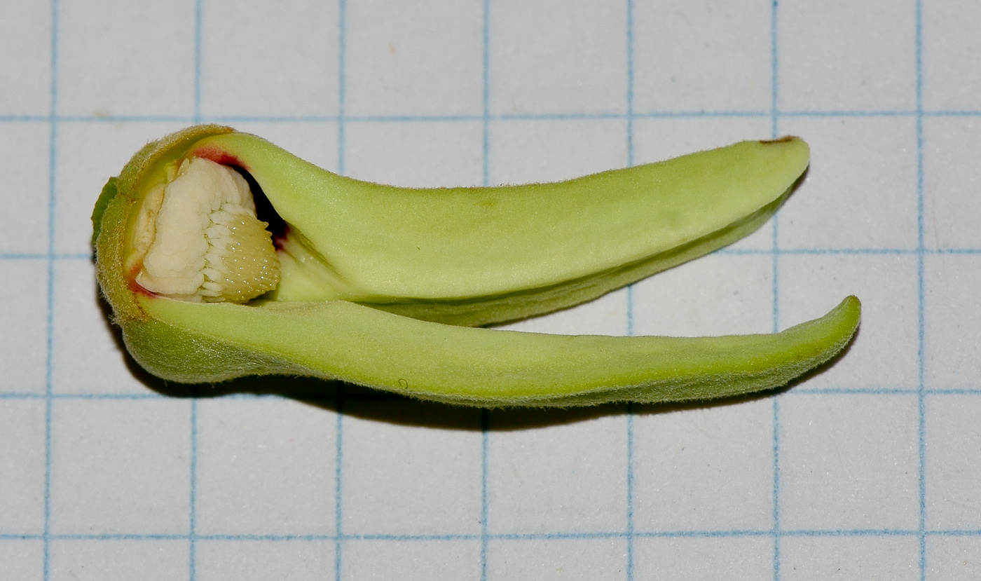 Image of Annona × atemoya specimen.