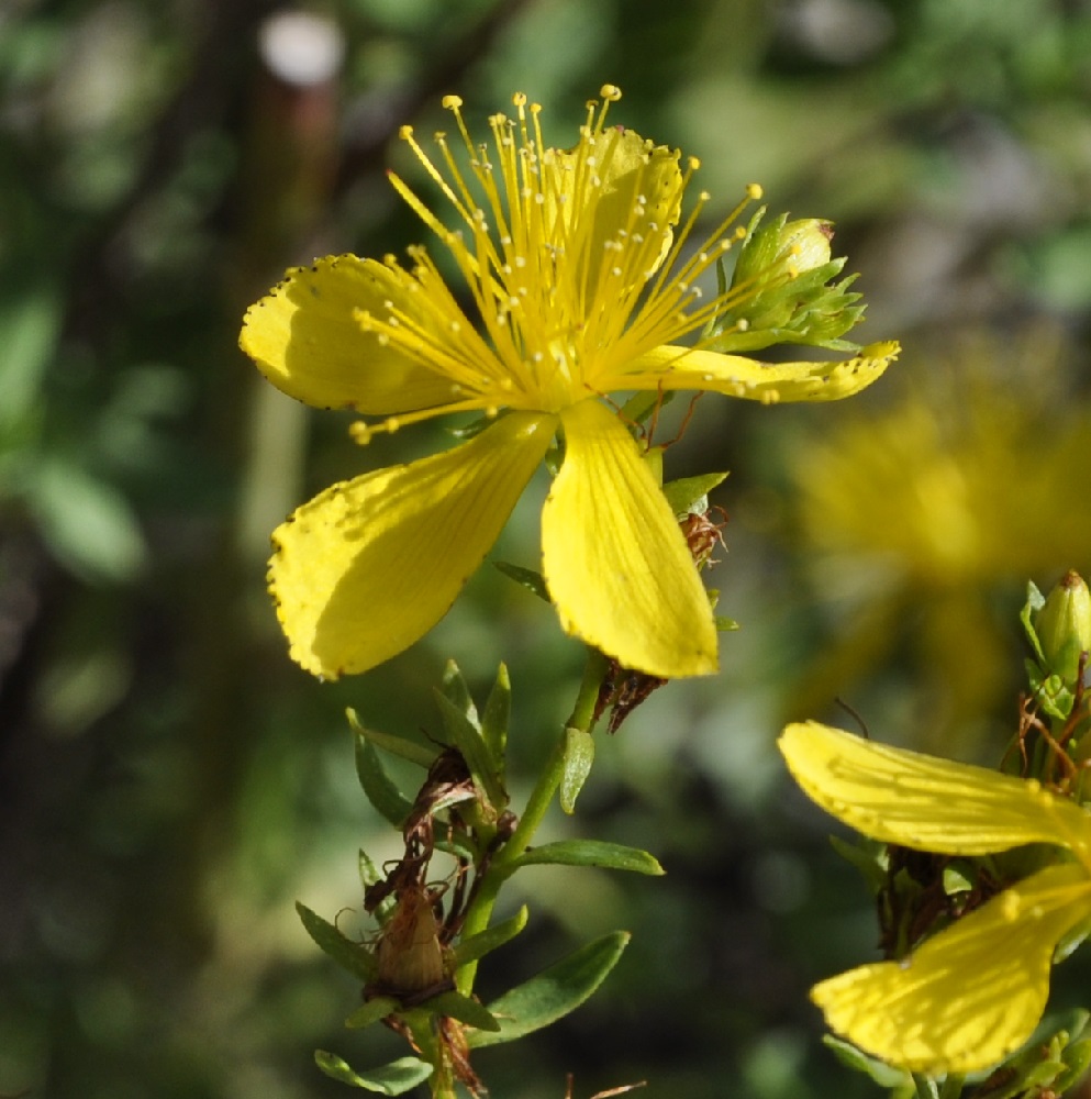 Изображение особи род Hypericum.