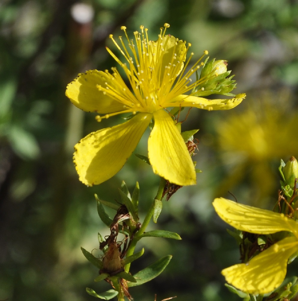 Image of genus Hypericum specimen.