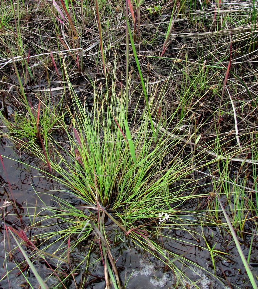 Image of Carex glareosa specimen.