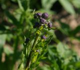 Cirsium setosum. Верхушка расцветающего растения. Московская обл., Раменский р-н, окр. ж.-д. платформы Хрипань, просека под ЛЭП. 20.06.2014.