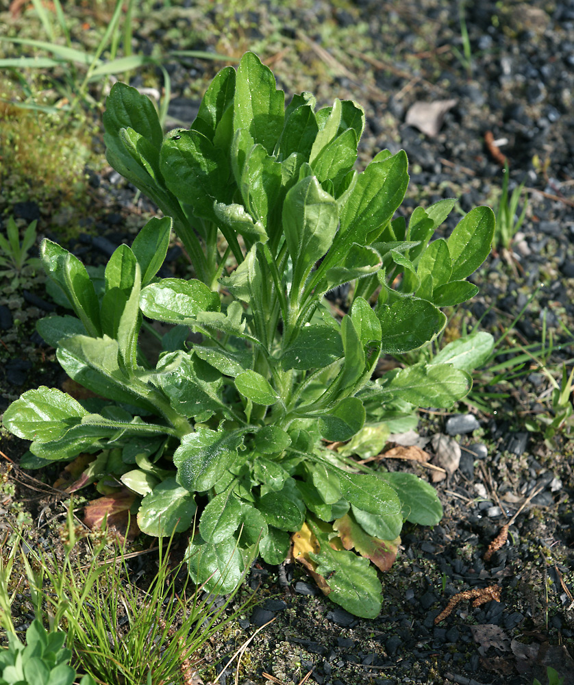 Image of Erigeron annuus specimen.