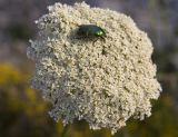 Daucus carota. Соцветие с кормящимся жуком-бронзовкой. Греция, Ионическое море, о. Παξοί (Паксос), каменистый берег залива. 24.05.2014.