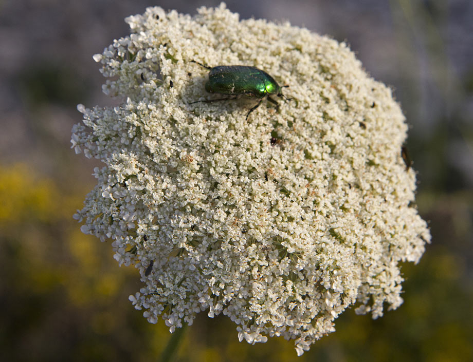 Image of Daucus carota specimen.