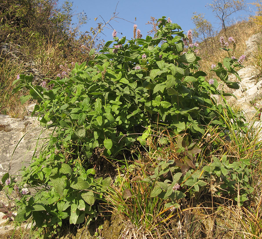 Изображение особи Mentha longifolia.