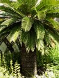 Cycas taitungensis