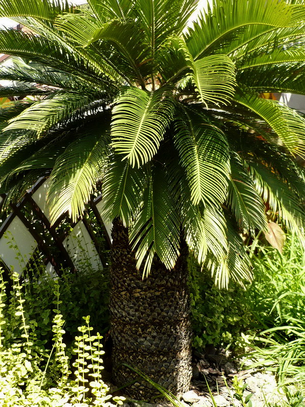 Изображение особи Cycas taitungensis.