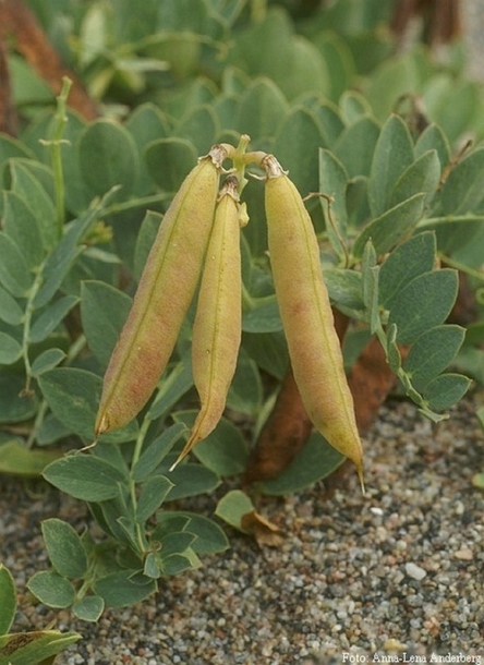Изображение особи Lathyrus japonicus.