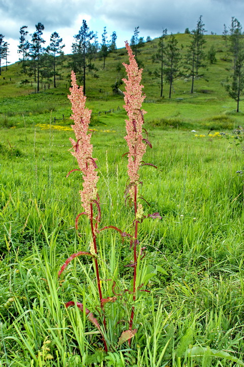 Изображение особи Rumex pseudonatronatus.