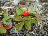 Fragaria vesca