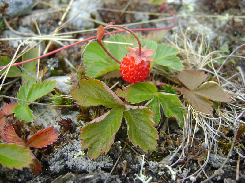 Image of Fragaria vesca specimen.