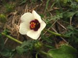 Hibiscus trionum