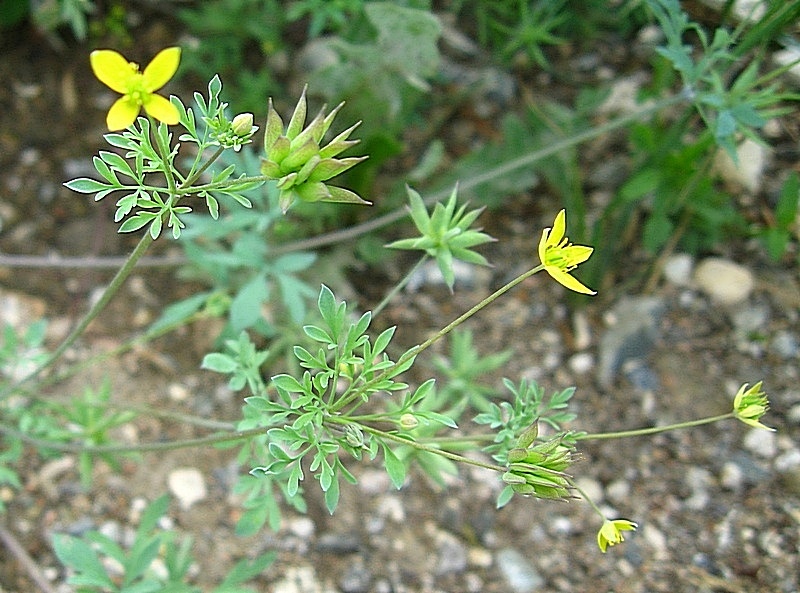 Image of Leptopyrum fumarioides specimen.