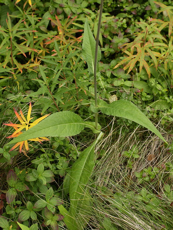 Изображение особи Cirsium heterophyllum.