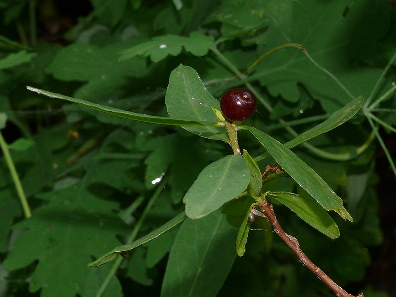 Image of Daphne altaica specimen.