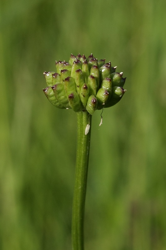 Image of Trollius europaeus specimen.