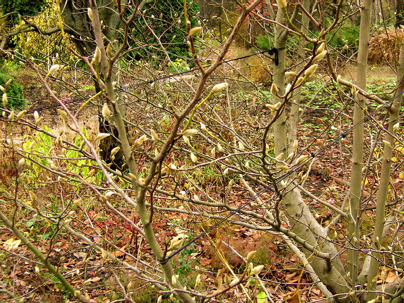 Image of Magnolia kobus specimen.