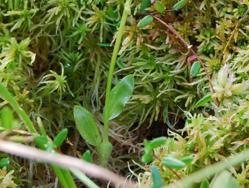 Image of Hammarbya paludosa specimen.