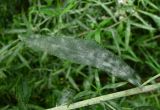 Achillea cartilaginea