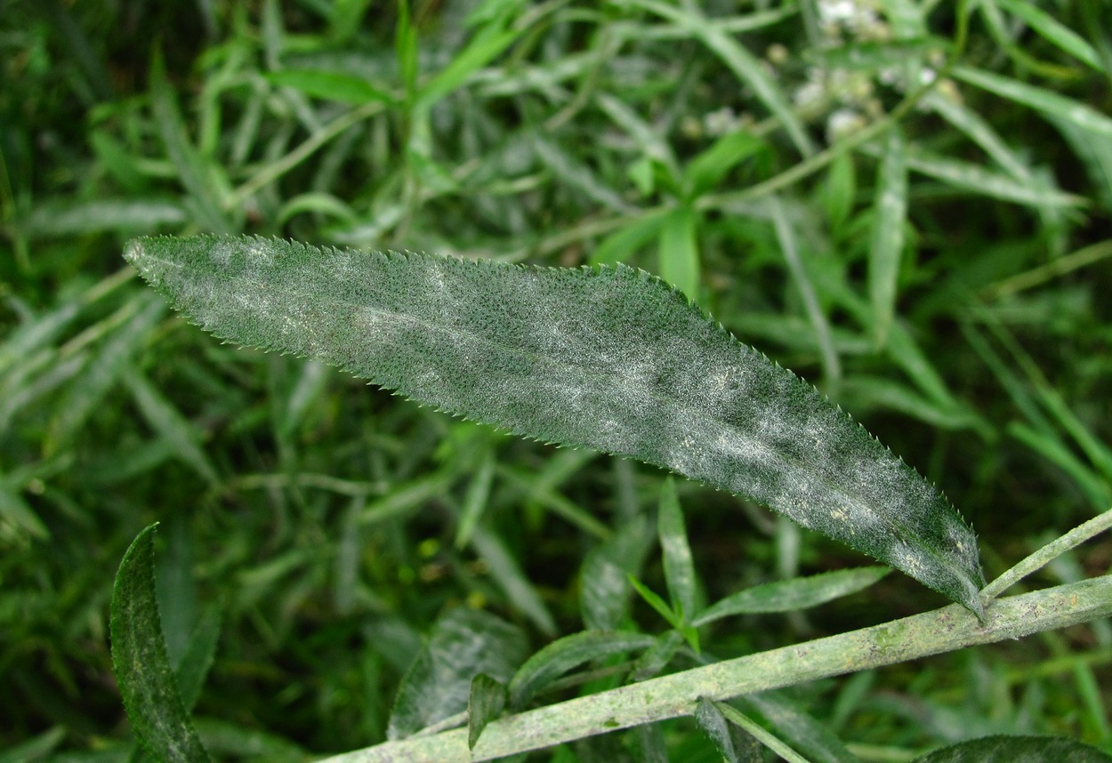 Image of Achillea cartilaginea specimen.