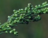 Artemisia campestris