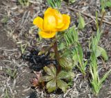 Trollius kytmanovii