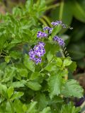 Duranta erecta