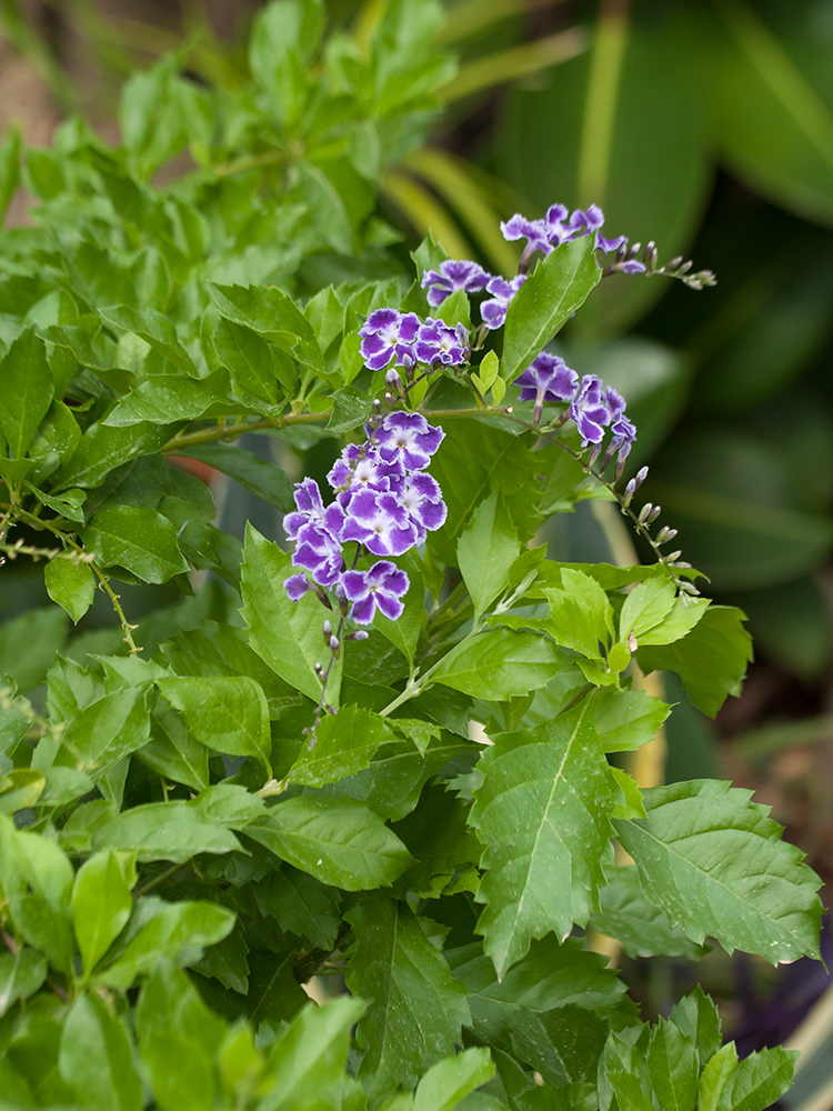 Изображение особи Duranta erecta.