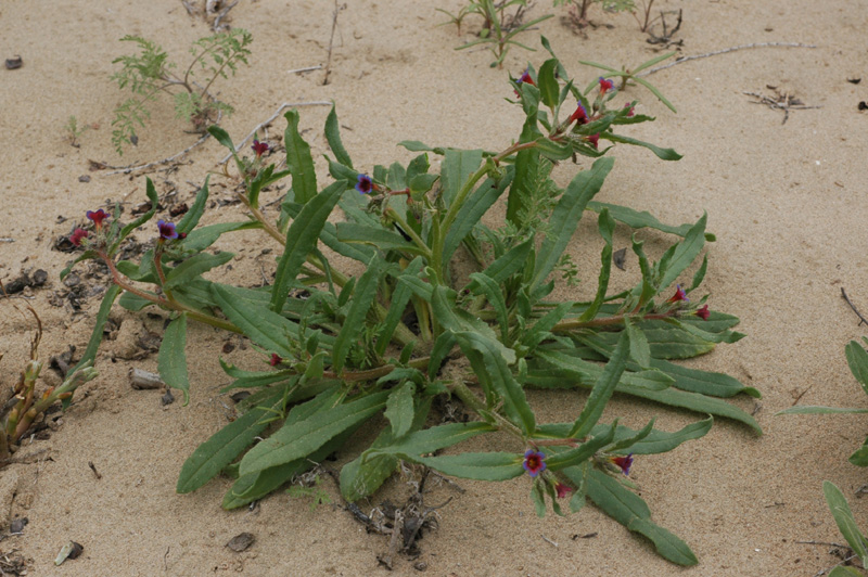 Image of Nonea caspica specimen.