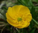 Ranunculus crassifolius