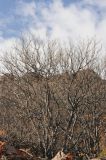 Celtis caucasica. Взрослые деревья в скалах. Казахстан, северные отроги хр. Шолак, возле пос. Карошока. 06.04.2015.