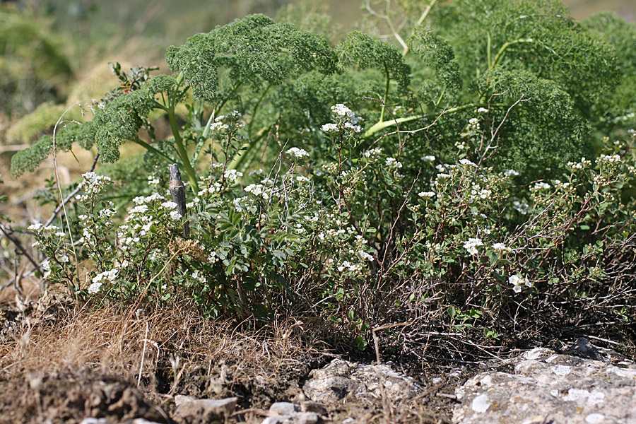 Image of Spiraea pilosa specimen.