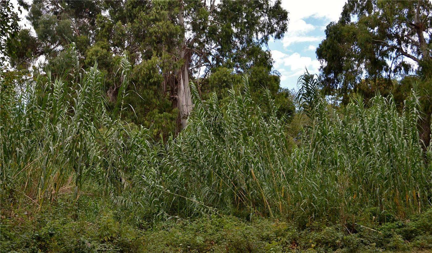 Image of Arundo donax specimen.