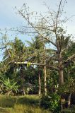Ceiba pentandra