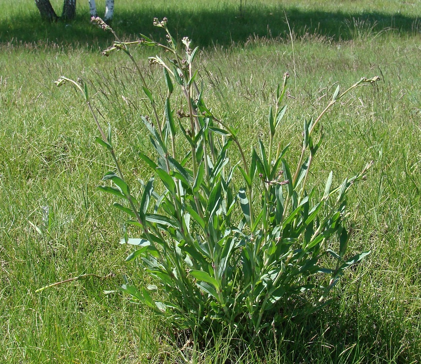 Изображение особи Gypsophila altissima.