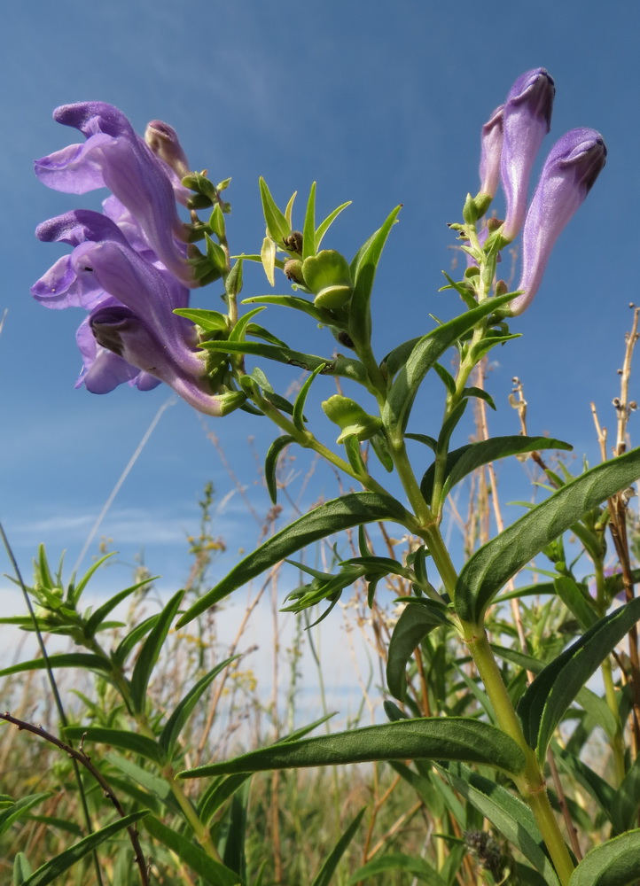 Изображение особи Scutellaria baicalensis.