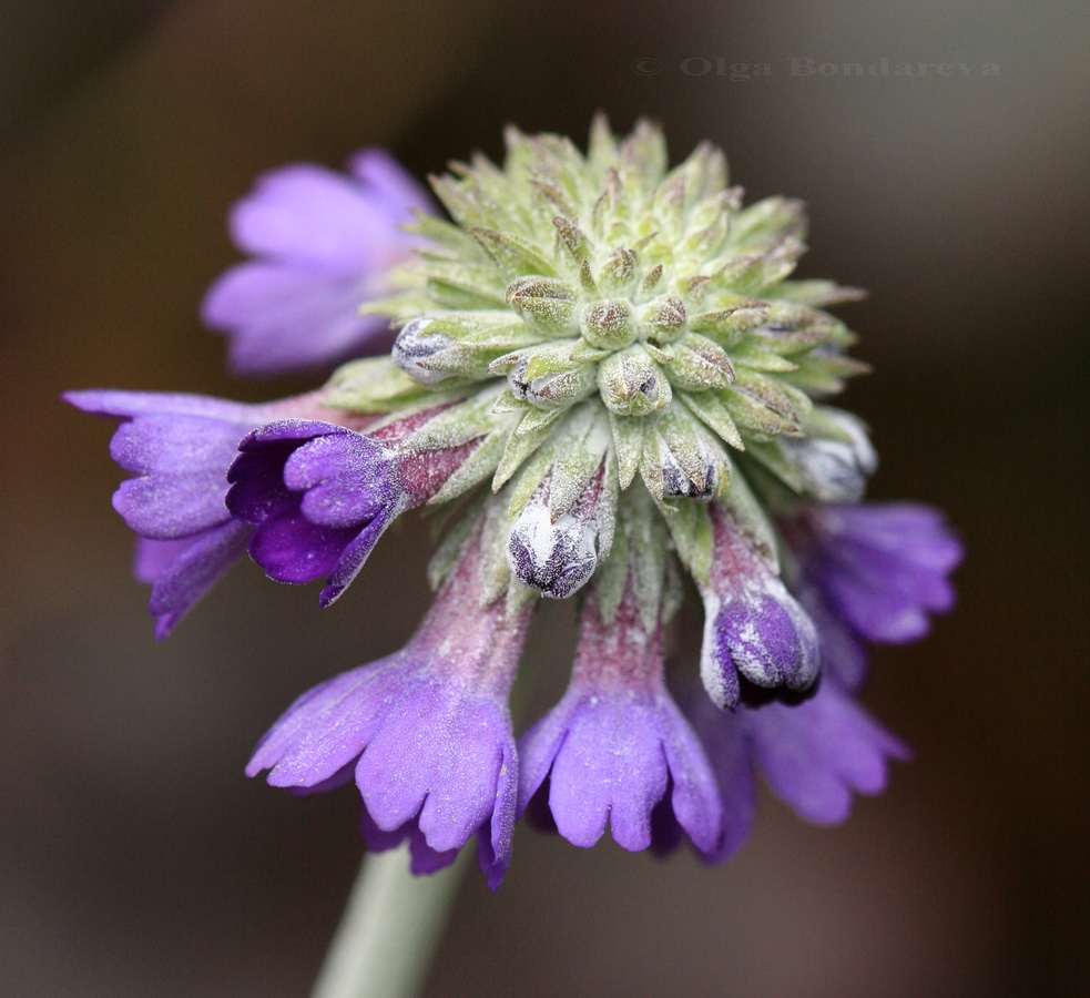 Изображение особи Primula capitata.