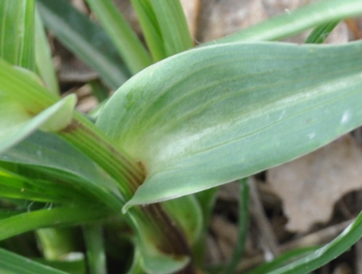 Изображение особи род Tragopogon.