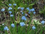 Myosotis imitata