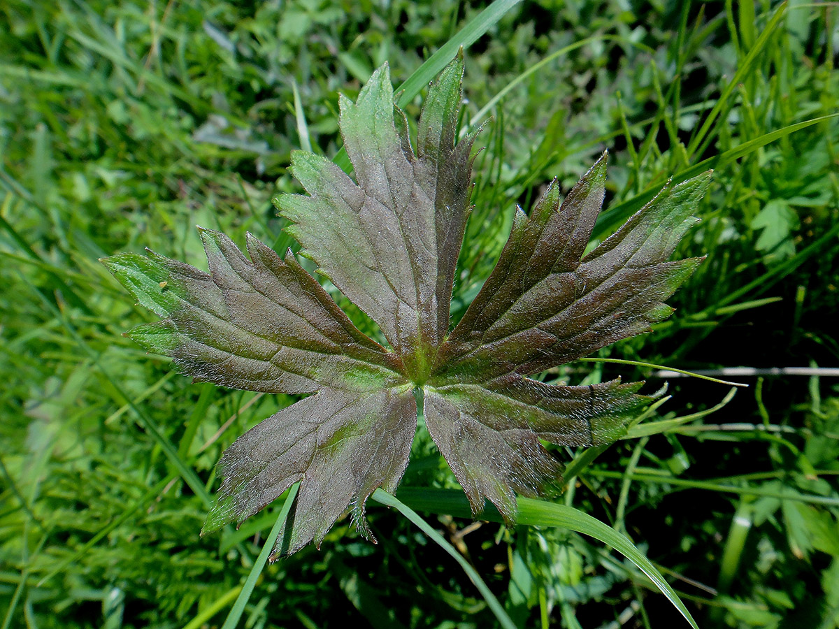 Изображение особи Geranium pratense ssp. sergievskajae.