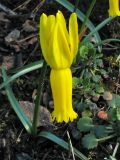 Narcissus cyclamineus. Цветущее растение. Великобритания, Шотландия, Эдинбург, Royal Botanic Garden Edinburgh. 4 апреля 2008 г.