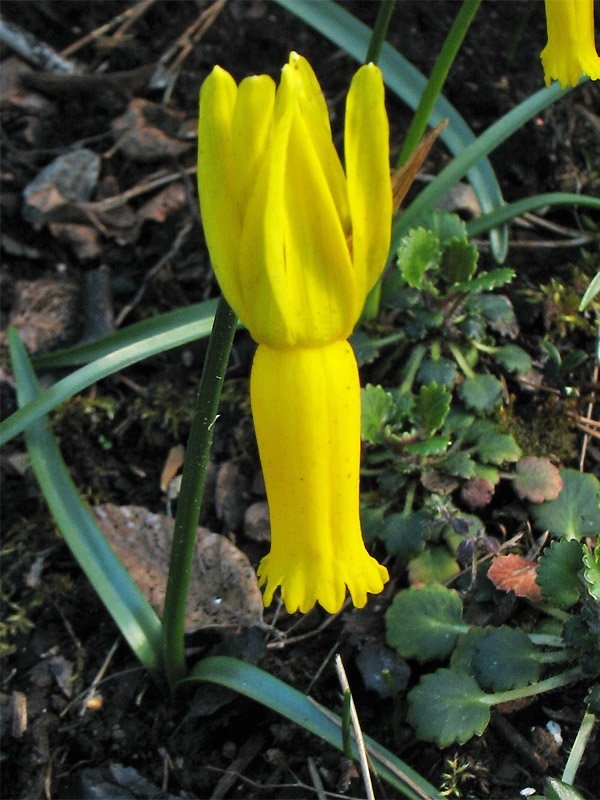 Image of Narcissus cyclamineus specimen.