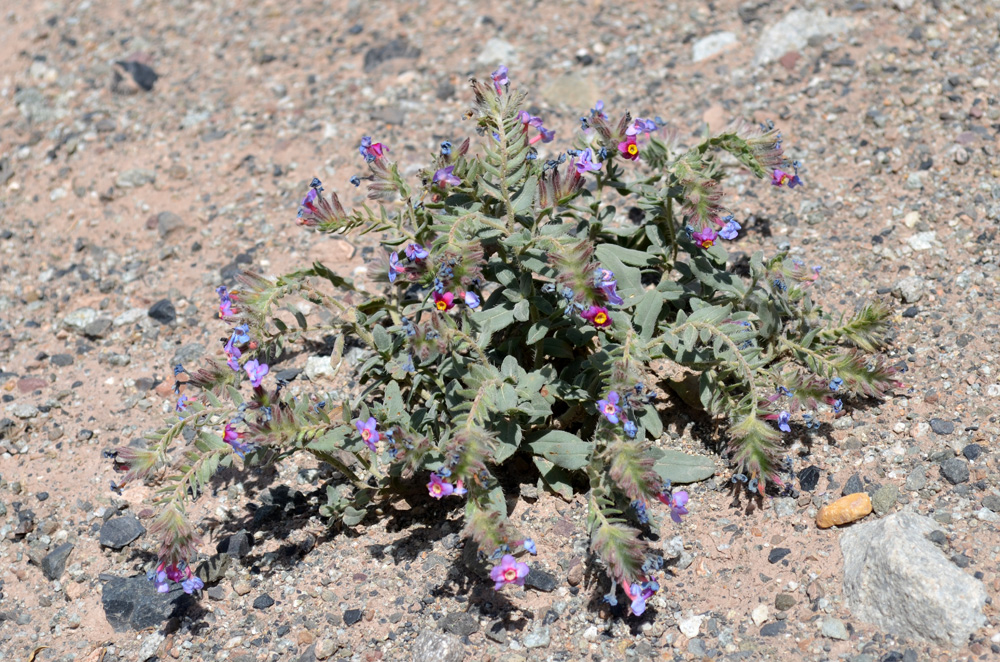 Изображение особи Arnebia obovata.