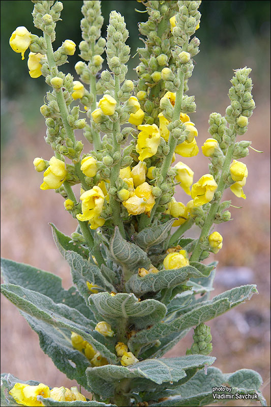 Изображение особи род Verbascum.