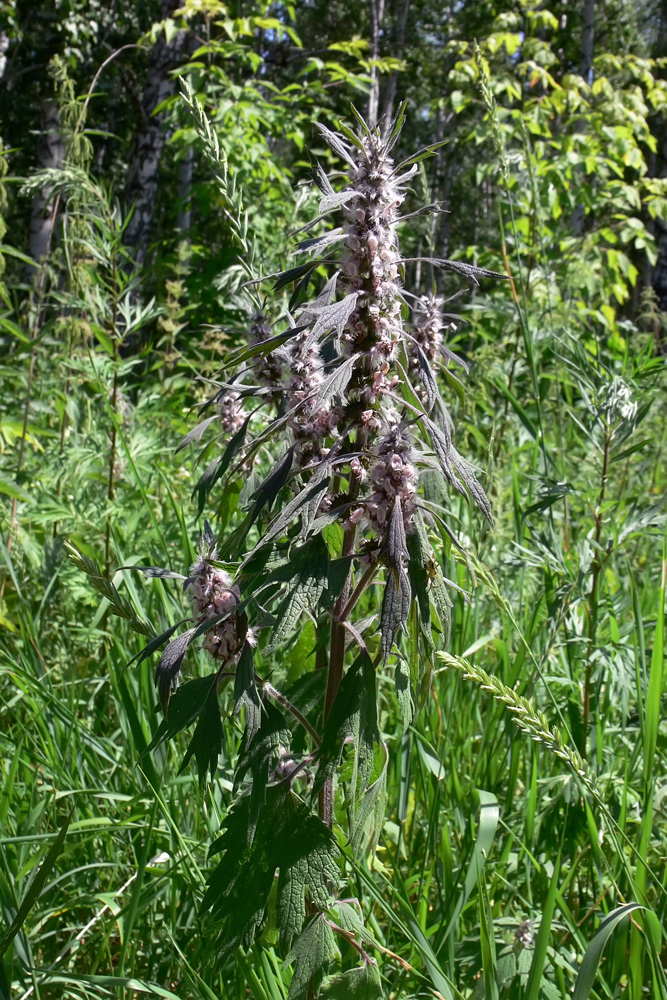 Image of Leonurus quinquelobatus specimen.