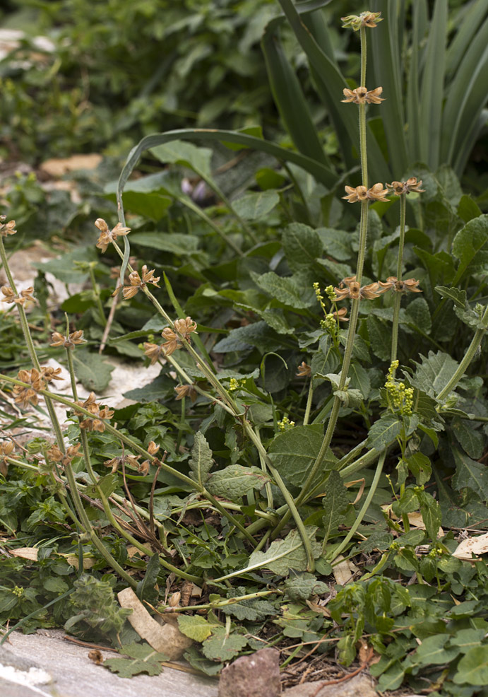 Image of Salvia verbenaca specimen.