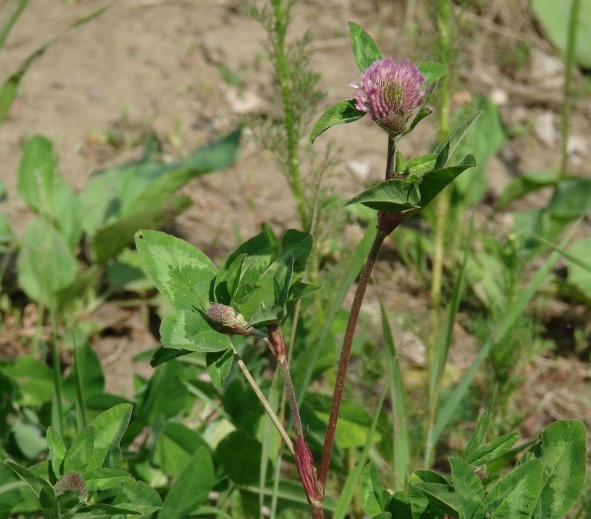 Изображение особи Trifolium pratense.