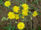 Crepis tectorum. Общее соцветие. Якутия (Саха), Алданский р-н, окр. пос. Тобук, луг. 20.06.2012.