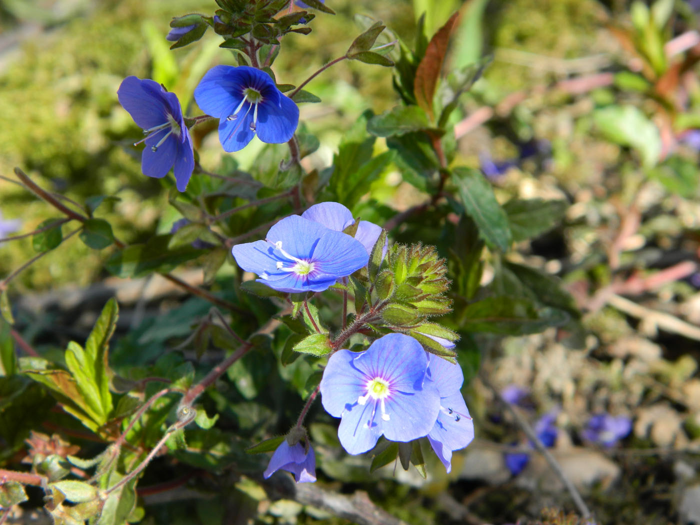 Image of Veronica umbrosa specimen.