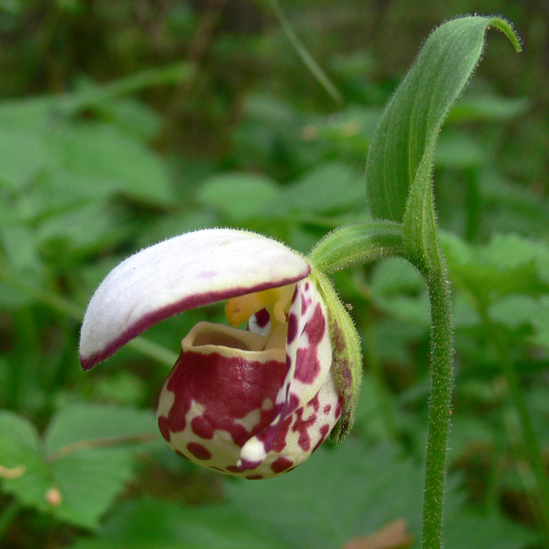 Изображение особи Cypripedium guttatum.